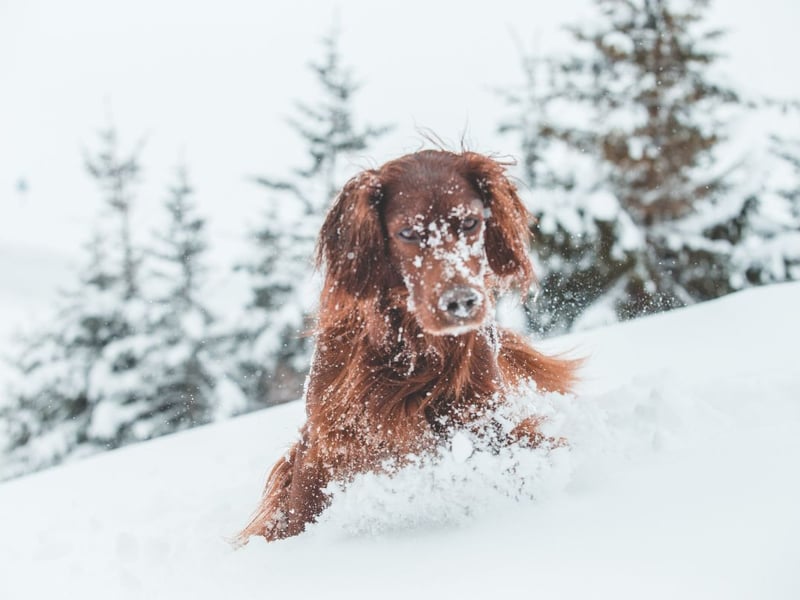 The colder weather can definitely make owners think twice about heading out for a walk. While dogs can be walked in the cold, your dog’s size and the thickness of their coat are things you should consider before you leave the house. Catrin says: “To prevent health risks such as hypothermia, frostbite, as well as cracked paws, pads or noses, no dog should be taken out for a walk if the weather drops below -5°C. However, smaller dogs, puppies, elderly and skinny dogs are more susceptible to the chill, with anything below 0°C proving potentially dangerous. On colder days, it may be a good idea to keep your walks limited to under 20 minutes to prevent them (and you) from getting too chilly. Heading outside during the warmer part of the day (11am-3pm) is also a good place to start. Thin-coated dogs can benefit from a warm jacket but you need to be careful of putting a coat on a fluffy dog as it can stop their fur trapping heat that works as natural insulation.”