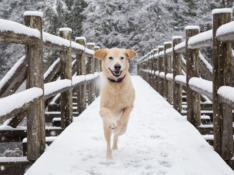 During these shorter days, some dog owners may find that walking their dog in the dark is the only option, but nighttime walkies can present extra risks! A lack of visibility can lead to accidents, injuries and potentially losing sight of your dog, so it’s important to put in place a few extra safety measures.
Catrin says: “Wherever you walk, it’s important to make sure you and your dog stay visible, allowing others to see you and even helping wildlife to avoid you. There is a huge range of wearable coats, collars and harnesses out there to choose from to suit both your pet’s breed and size, as well as your needs and budget. The key is to make sure you're both wearing brightly-coloured or reflective clothing where possible. Carrying a torch or sticking to well-lit pavements can make sure you’re visible to others while ensuring you can see the path ahead of you.
