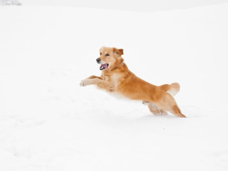 Catrin says: “The grit and salt from the roads, the dampness from rain or snow and any spills your dog might stumble across while walking can irritate their skin, so you should always wipe their legs, feet and stomach once you’re back home. As a preventative measure, sensitive dogs could benefit from dog-friendly booties to keep their pads protected in the cold weather. This is especially important for dogs whose paws are chapped or sore.”