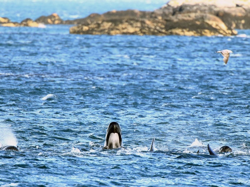 A pod of pilot whales swim in Loch Carron, which is situated near the Highlands lodge