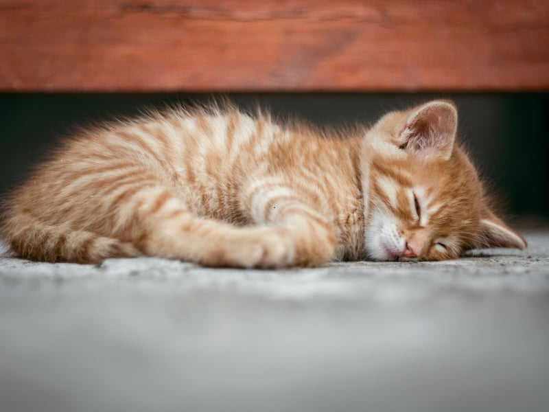 Daisy completes our list of popular cat names - a flower symbolising ‘innocence’ and ‘purity’.