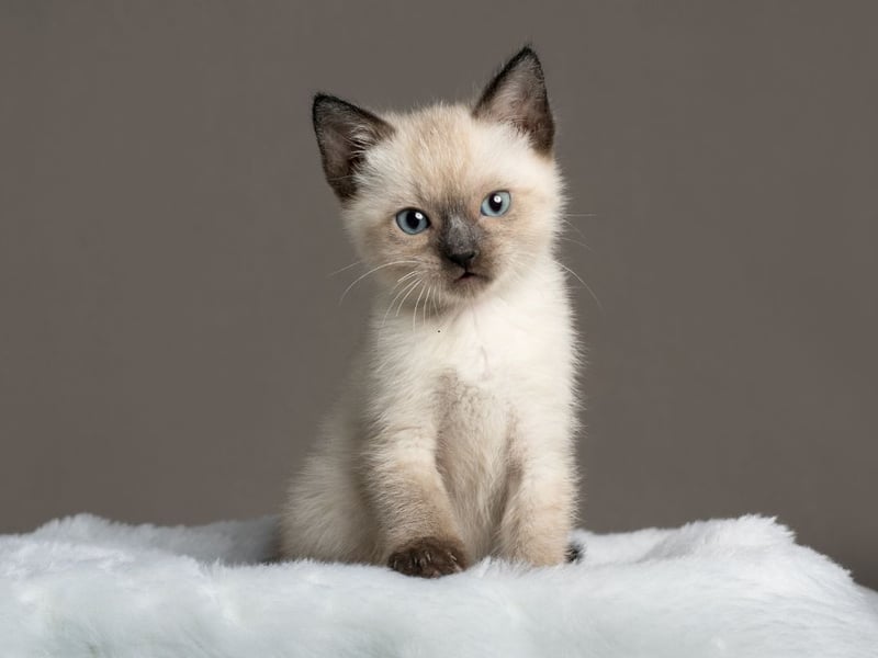 Oreo is the more unusual name in eighth place. It comes from the popular American chocolate biscuit of the same name.