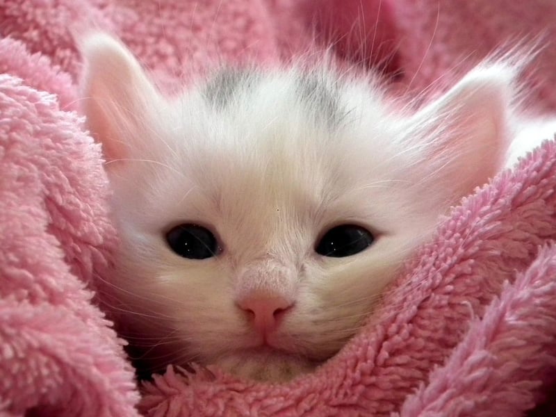 The perfect name for naughtier felines, Loki is ninth. Primarily a male name of Scandinavian origin that means ‘trickster god’, the popularity of this name can also be linked to the Tom Hiddleston portrayal of the God of Mischief throughout the Marvel superhero movies.