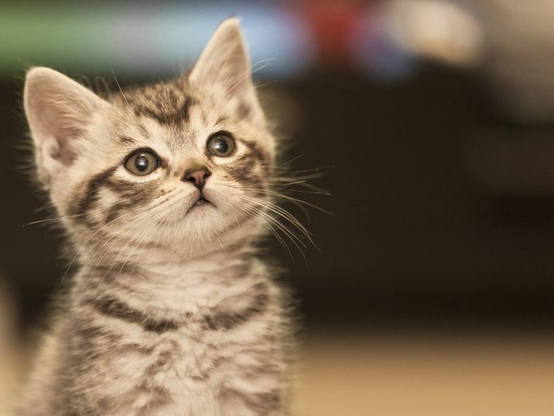 In second spot it Milo - a name of of German origin meaning ‘soldier’ or ‘merciful’.