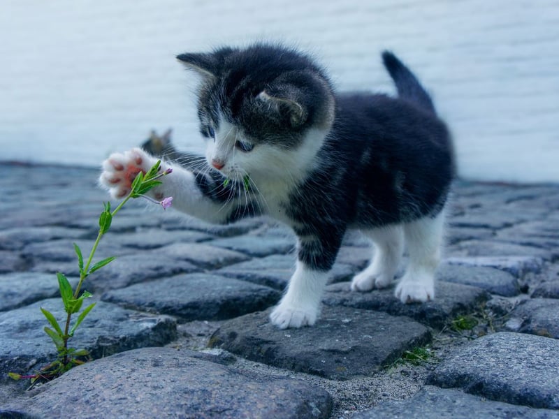 Starting the second half of out list of most popular cat names is Nala. It's a name of African origin, meaning ‘success’.