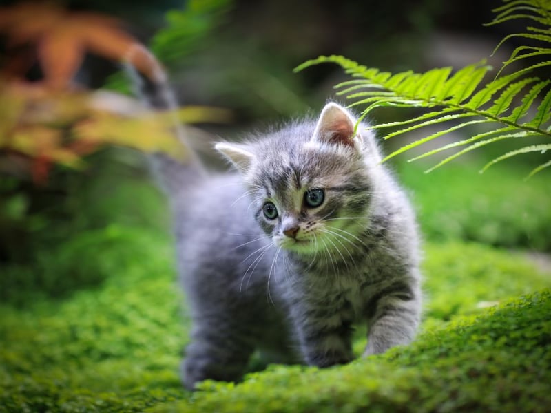 The seventh most popular cat name for 2014 was Willow - meaning ‘willow tree’ and ‘freedom’.