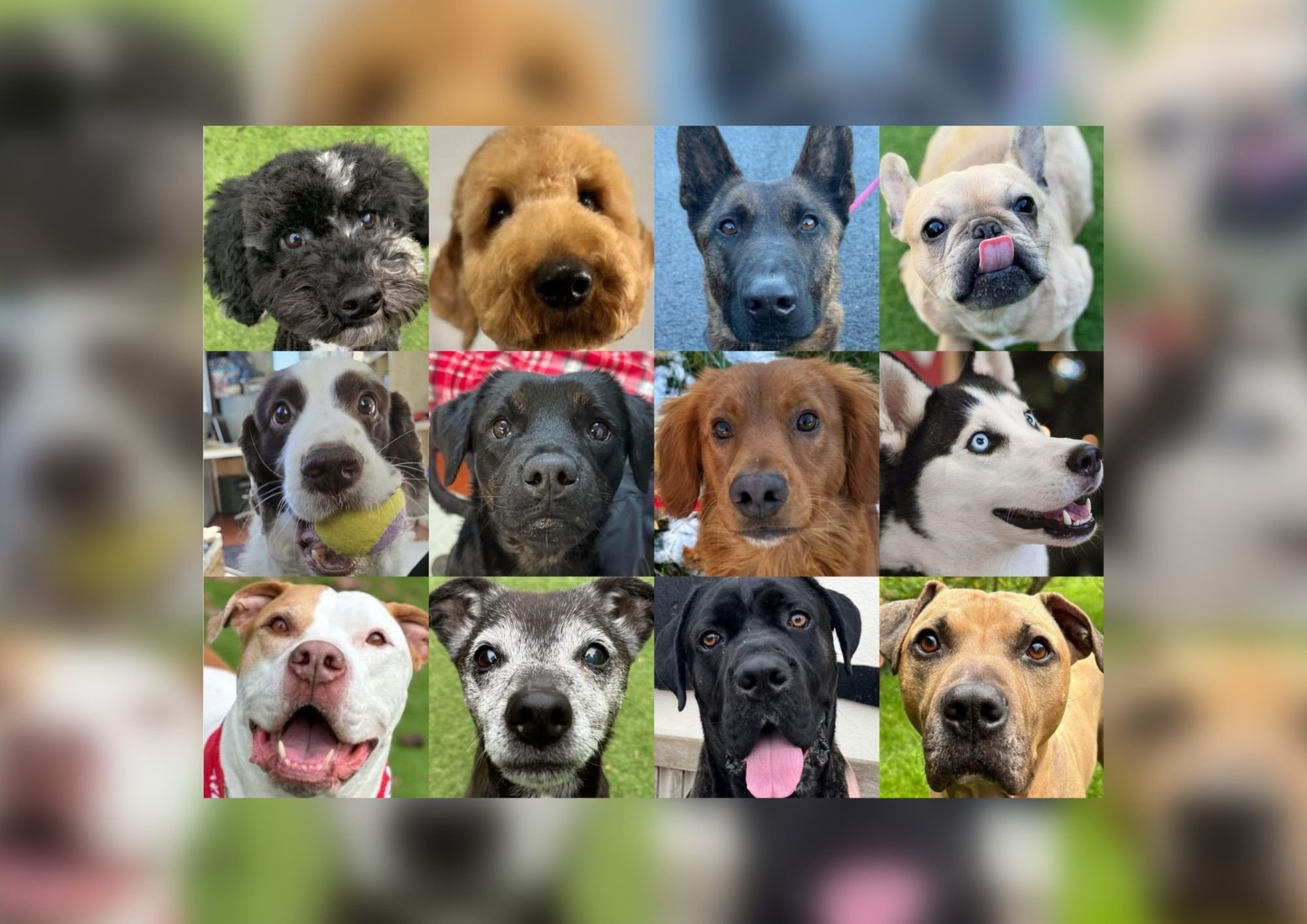 12 loveable dogs in need of a forever home