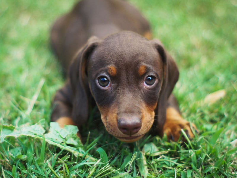 As has been the case for the past few years, Luna is the most popular dog name. It means ‘moon’ in Latin