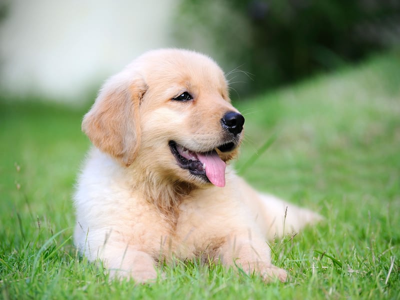 Completing the top five most popular puppy names of 2024 is Poppy. It is of Latin origin and simply means ‘red flower’.