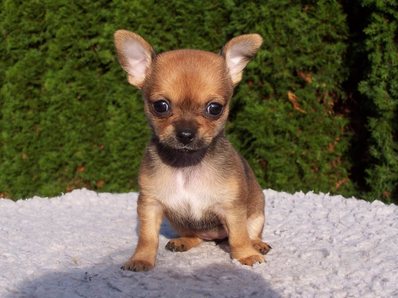 The sweet dog name in eighth place is Coco. It's a name of French origin that comes from the cocoa bean used to make chocolate. In France it is used to mean 'darling'.