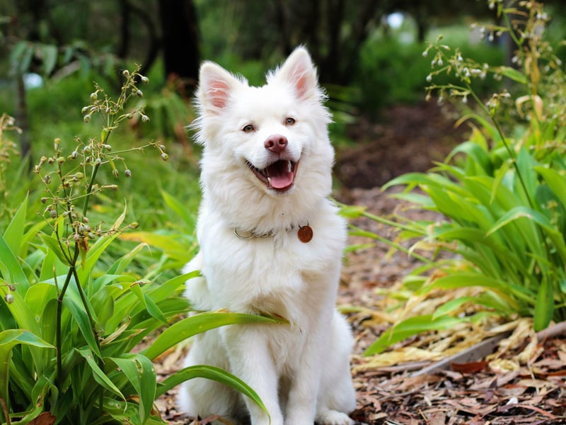 Daisy is the seventh most popular dog name according to the research. It's the name of a flower symbolising ‘innocence’ and ‘purity’.