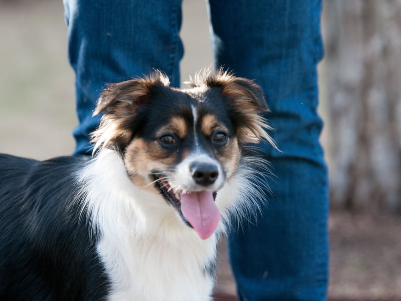 Not all velcro dogs are lapdogs (although we still have a couple of them still to come). Working dogs and herding dogs can be sticky with their owners due to them being pack animals. They see their human family as being their pack and like to keep them as close as possible at all times. One great example of this is the Australian Shepherd which, despite its name, actually comes from America.