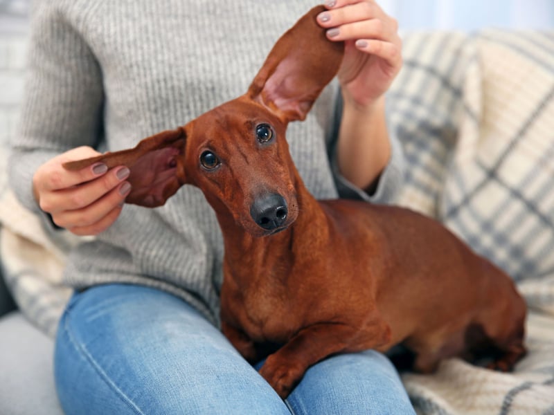 Ask any Dachshund owner and they'll tell you how much their pets being left alongs. These sausage dogs' favourite place is to be on their mum or dad's lap and would very much like to join them wherever they are going.