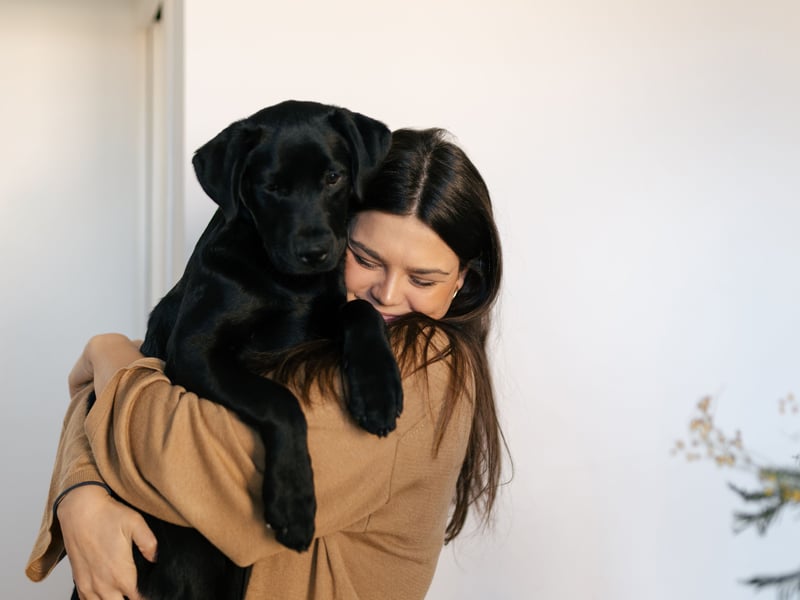 The UK's most popular dog for umpteen years (although it has lately received some competition from the French Bulldog), the Labrador Retriever will rarely leave their owner's side unless forced to. On walks it's unusual for these lovable creatures to stray far enough to lose sight of their humans.