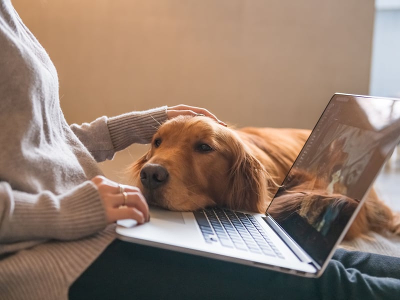 What is true of the Labrador Retriever also tends to be true of close cousins the Golden Retriever - and that's the case with their general stickiness. They will tend to be very interested in everything you are doing, and keep a close eye on how you are doing it.