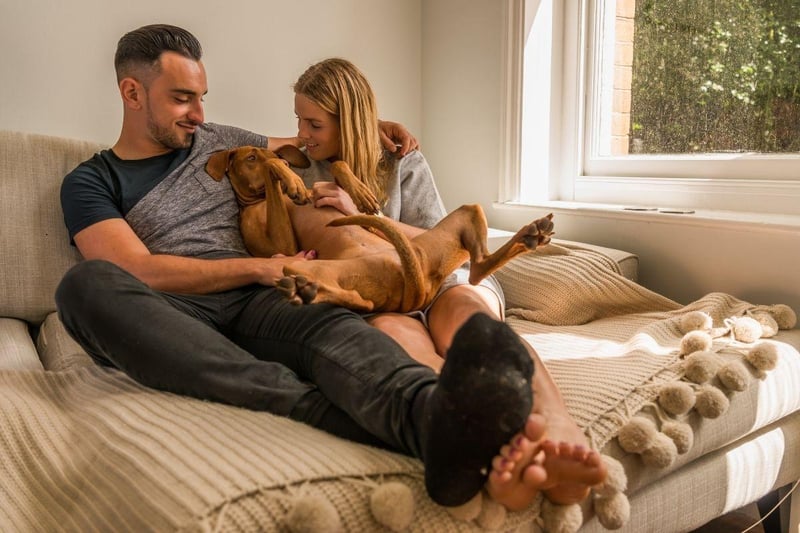 It's thought that the term 'velcro dog' was originally coined for the silky-coated Hungarian Vizsla. Thase charmers just love to be in close contact with their pet parents, whether it's on the couch or on outdoor adventures, where you can be sure they'll be right by your side at all times.