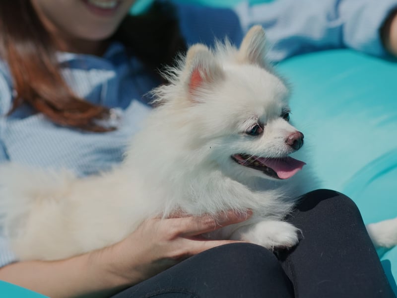 Talking about lap dogs, the Pomeranian is probably the ultimate example. They're pretty much been bred to curl up on humans, a trait that made them much beloved of Queen Victoria.