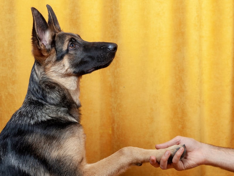 They may have a tough reputation as police and military dogs but the eagerness to please humans that makes German Shepherds  so good at those jobs also means that they see themselves as a companion for life who will stick to their human like glue.