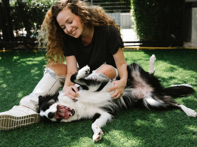 When it comes to close relationships between animals and humans, there are few closer than that formed between a Border Collie and its owner. Fiercely intelligent, these dogs are pack animals who can create a near-psychic bond that makes them perfect for herding sheep. Even as a household pet, they'll be as one with their family and will rarely want or need time along.