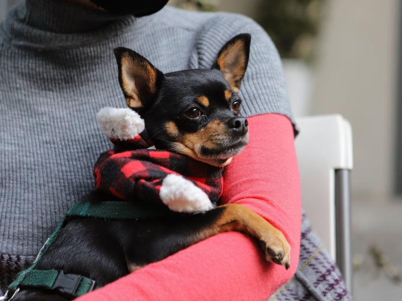 The tiny Chihuahua's ferocious love of their owner can sometimes spill over into aggression. They're not fans of being alone but, luckily enough, they are so small they can be taken most places without too much bother.