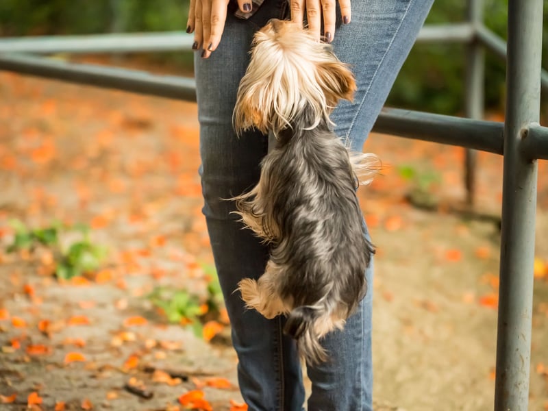 If you are getting a Yorkshire Terrier prepare to never go to the toilet alone ever again - they simply won't let you do anything by yourself. After all, if they did, something bad might happen. These dogs used to be used to catch rats, but now the only thing most of them hunt are cuddles and affection.