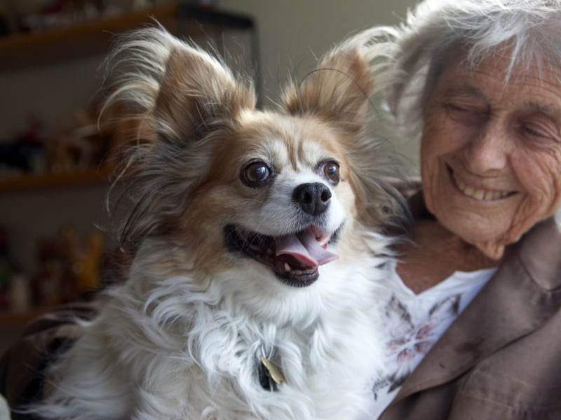 Bred to be glorified lap warmers for French royalty, Papillons are born to stick like velcro.