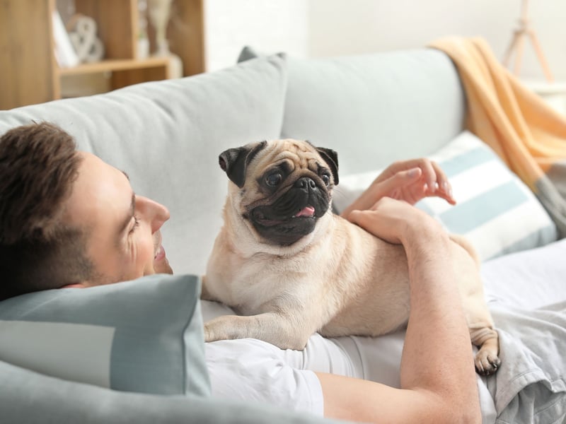 One of the potential issues with velcro dogs is that the deperate need to be with you can lead to seperation anxiety if they are left alone too often - sometimes leading to destructive behaviour. That's the case for the lap-loving Pug so, if you want a breed you can leave alone for a few hours, you should maybe miss this dog off the list.