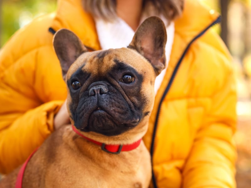 Every step you take, every move you make, your Frenchie will be watching you. The UK's second most popular pet is unlikely to leave you alone for a second.