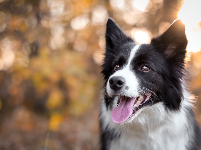 The most intelligent dog in the world is also one of the most naturally happy. We're not sure if there's any animal that's happier than one of these good dogs out for adventures with their beloved owner.