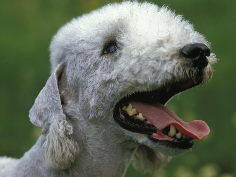 Several Bedlington Terriers have become 'Insta-famous' on social media due to their incredibly smiley faces. They may have been bred to hunt rats, but those Hollywood smiles are not more likely to catch the attention of cameras.