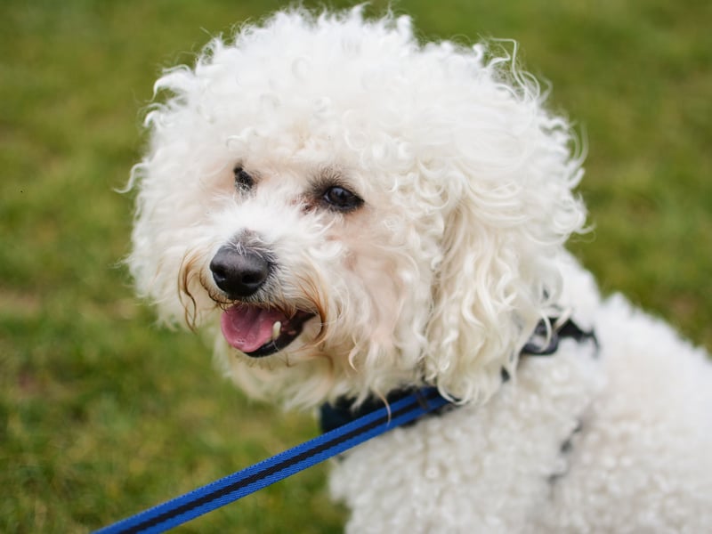 The Bichon Frise is known as being a small dog with a BIG happy personality. These wee charmers are hugely affectionate and like nothing better than snuggling up with their owners - making them equally happy.