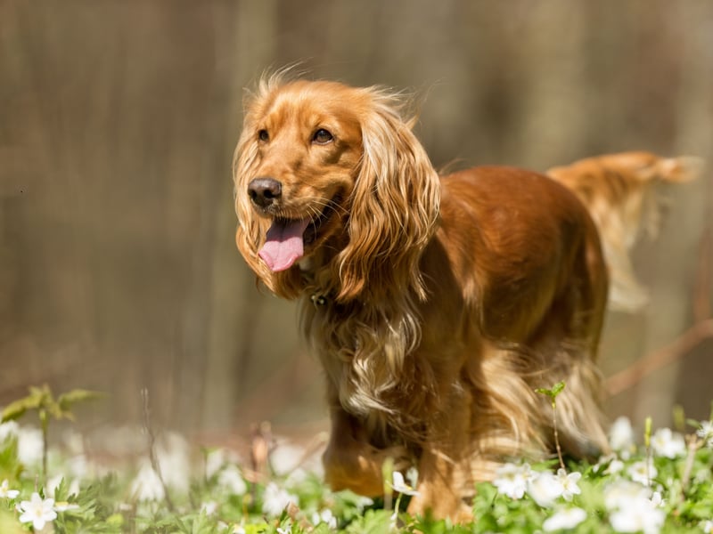 We've known Cocker Spaniels who wag their tails so much that they continue even when they are asleep. This is a happy breed that embrace life to the full - always looking for the next adventure.