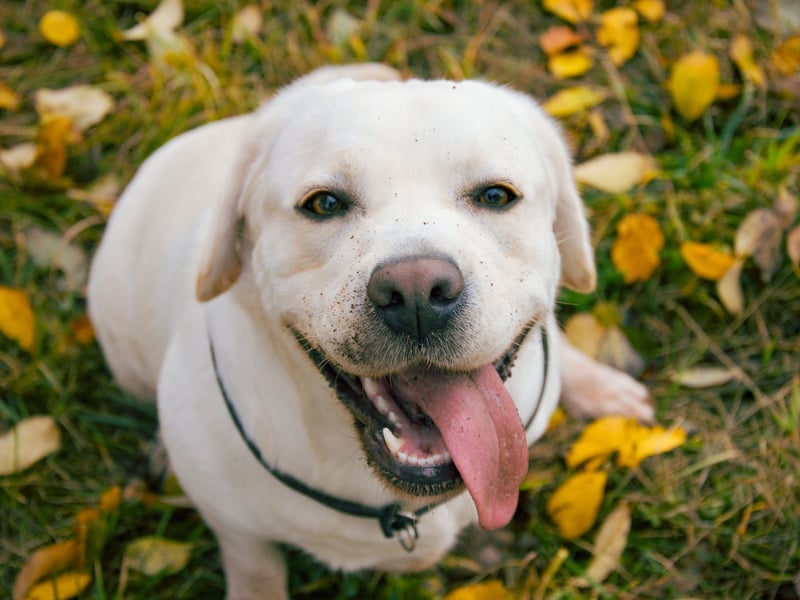 When it comes to big silly infectious smiles, it's hard to beat those plastered across the face of a typical Labrador Retriever. They have been the UK's (and the world's) most popular dog for decades and their sunny disposition is one of the reasons why.