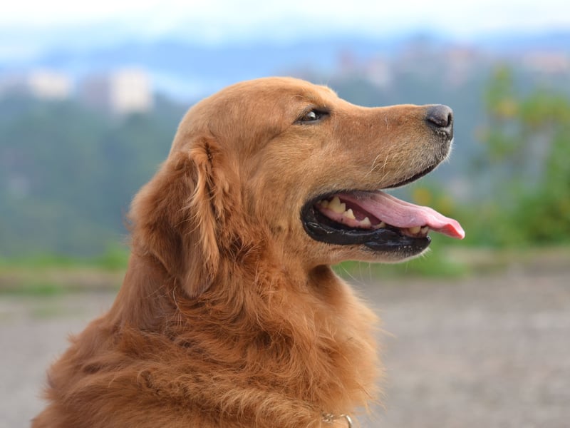 What is true of the Labrador Retriever also tends to be the same for their close cousin the Golden Retriever. These boisterous buddies may manage to look sad when they are begging for food, but the silly grin will be back soon.