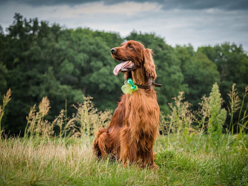 Every time you take an Irish, or Red, Setter out for a walk it would appear to be the first time - such is the joy they eminate in parks, fields and the countryside. Setters never get tired of playing with their families, a constantly-wagging tail demonstrating just how happy they are. Their distinctive red colour made them easy for hunters to see when using them to help find game. 