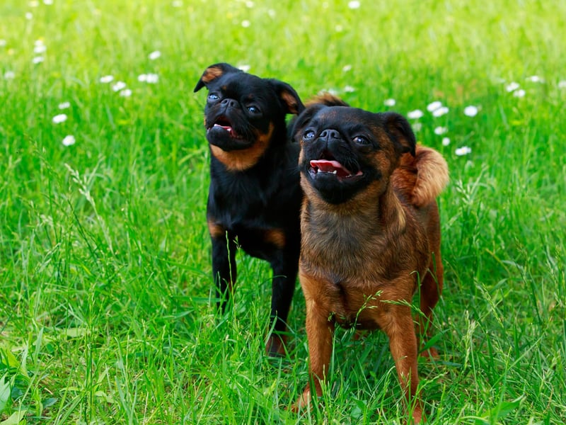Another small dog breed overflowing with joie de vivre is the cheeky Brussels Griffon. Sometimes their cheeriness can grow into slight self-importance, but these wee pooches could never be described as glum or introverted.