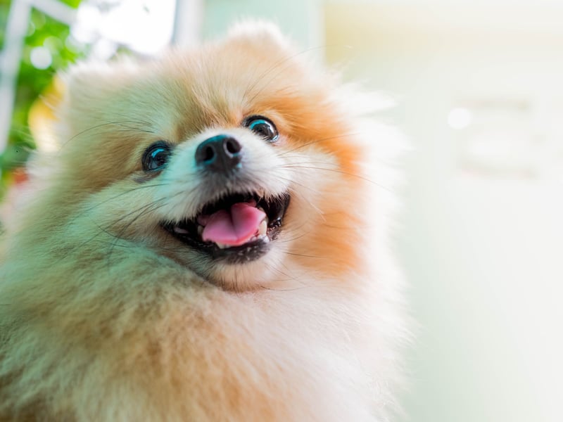 The foxy face of the Pomeranian Spitz is perfectly designed to deliver a winning smile. It's infectious too - pretty much guaranteed to get you grinning too.