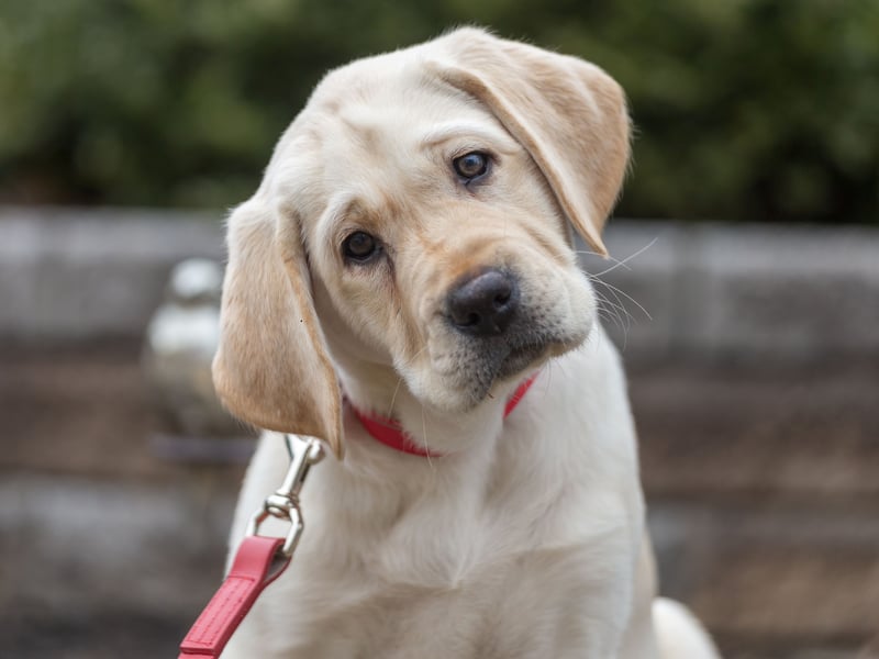 The Labrador Retriever is the UK's - and the world's - most popular dog. The attribute that make it such a great pet are the same that makes it a fine therapy dog - quick learners who are massively friendly.