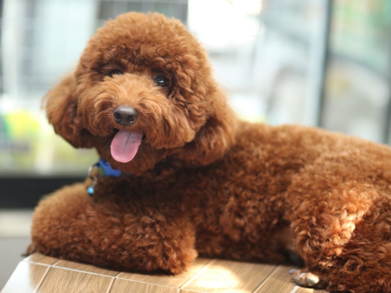 Another non-shedding hypoallergenic breed that makes a great therapy dog is the Poodle. Incredibly empathic, they also come in three different sizes, meaning there's a perfect fit for every occasion.