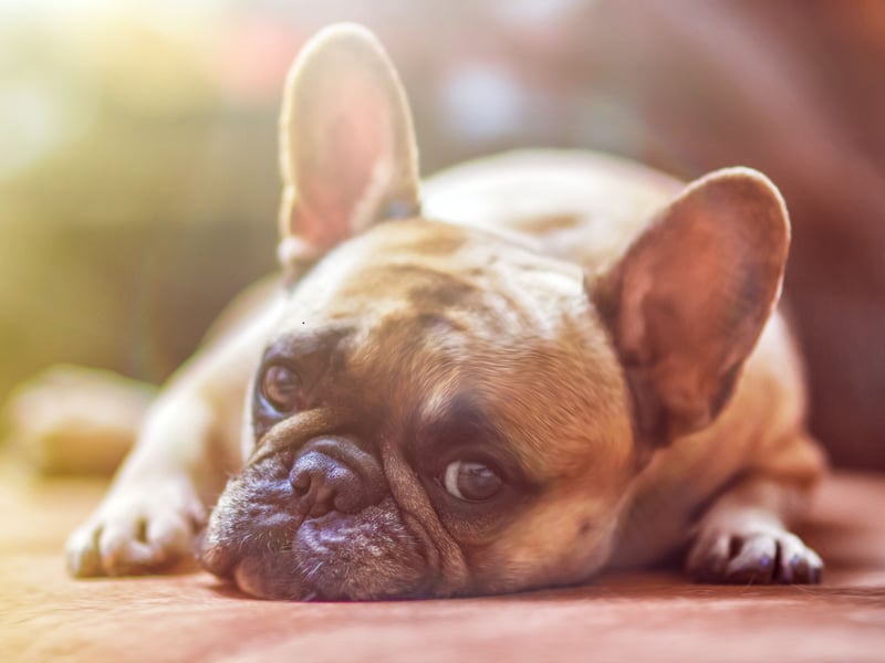 A pretty simple one this, as French Bulldogs just love to be patted, petted and stroked. These delightful wee characters are born therapy dogs who will happily sit on a lap for hours delivering instant stress relief.