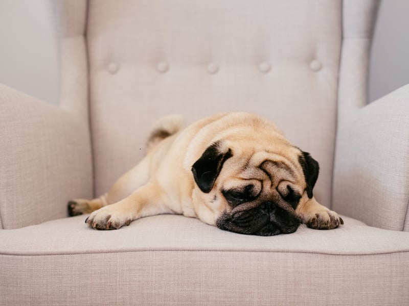 The cheeky Pug is a particularly good therapy for children - who they tend to love and quickly strike up a relationship with. They don't mind being passed around, just as long as they are getting pats and attention.