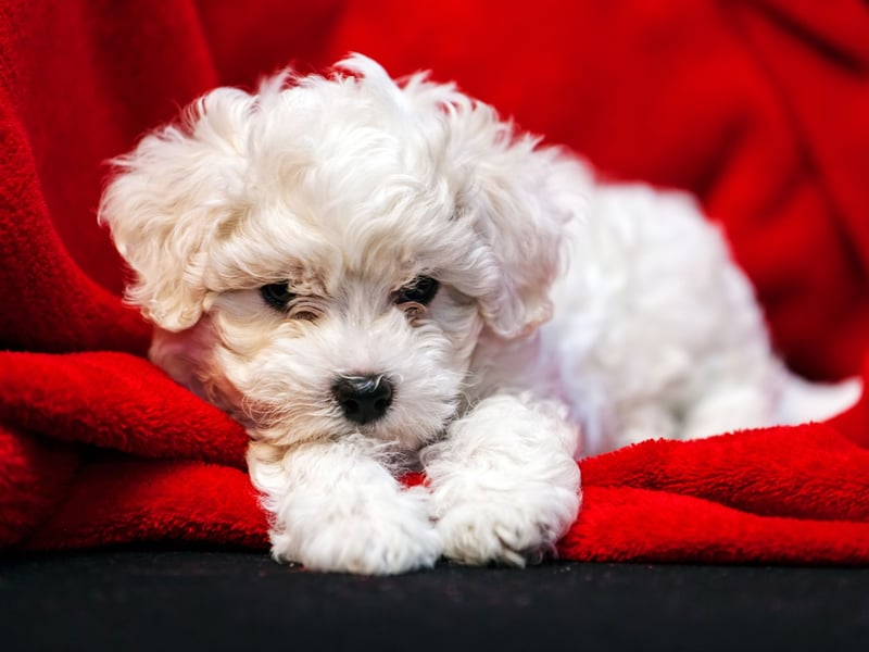 Another noted 'lap dog' that just loves snuggles is the Bichon Frise. Wonderfully good-natured, they are also hypoallergenic meaning those with allegies to hair have nothing to fear.