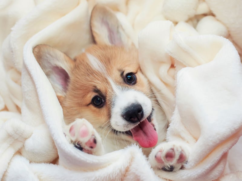 The Corgi has just the right mix of playfulness and laziness to both entertain and comfort as a therapy dog.