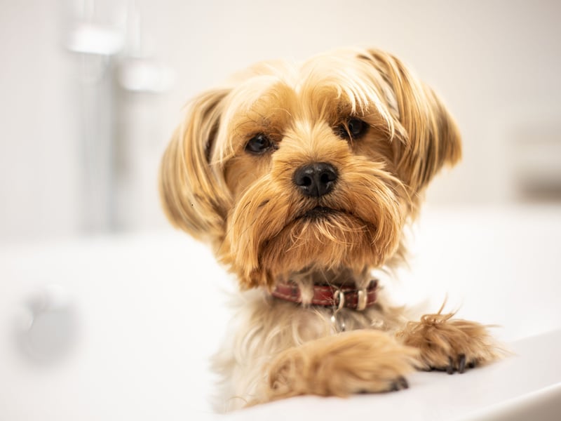 Remarkably, the diminutive Yorkshire Terrier is one of the best dogs to train to give medicine by pressing a button. These canine nurses have an eagerness to please that means they'll get on with anyone and everyone.