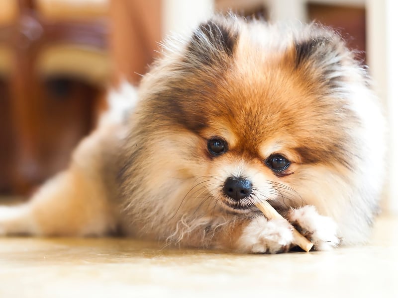 It's difficult to look at a fluffy Pomeranian without wanting to give it a good pat. These pups are particularly good therpy dogs for those who are bedbound - as they are light as a feather and take up very little room.