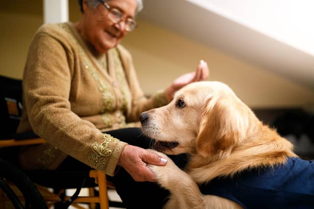 Therapy dogs provide a crucial service in hospitals, hospices and care homes.