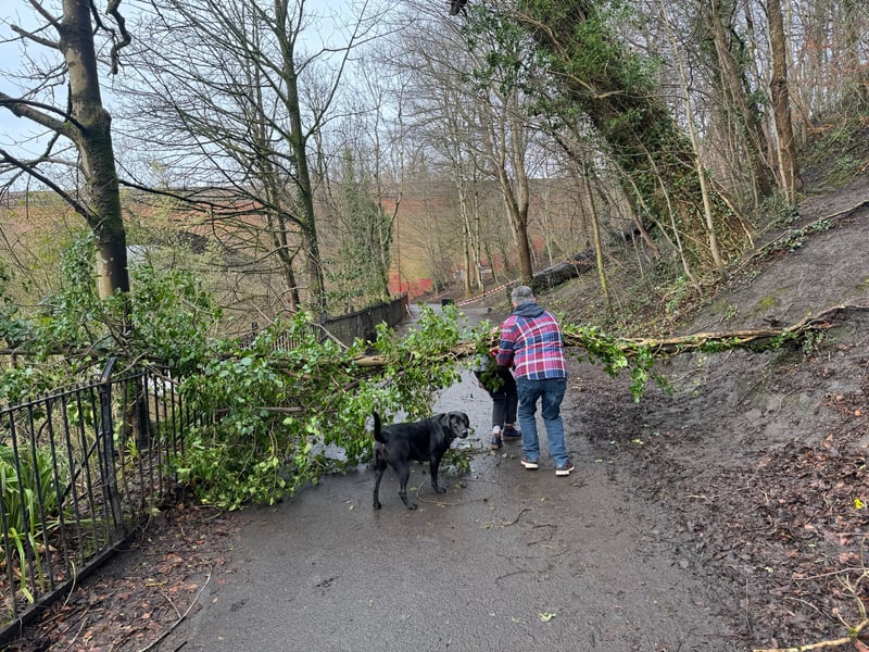 Walkers had to duck under the fallen trees.