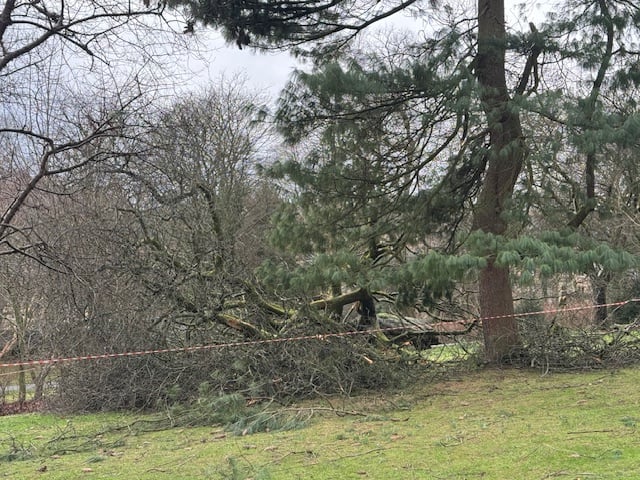 Another fallen tree in Glasgow's Botanic Gardens.