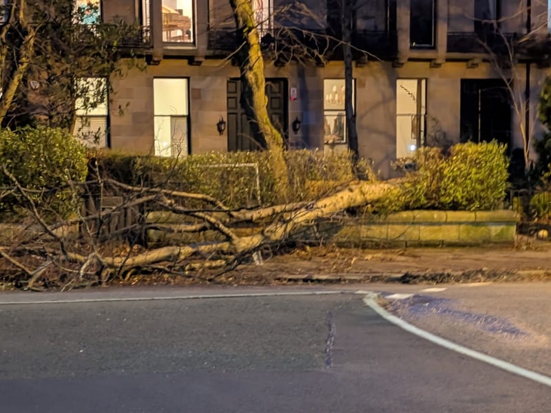Another falled tree on Glasgow's Clevedon Road.