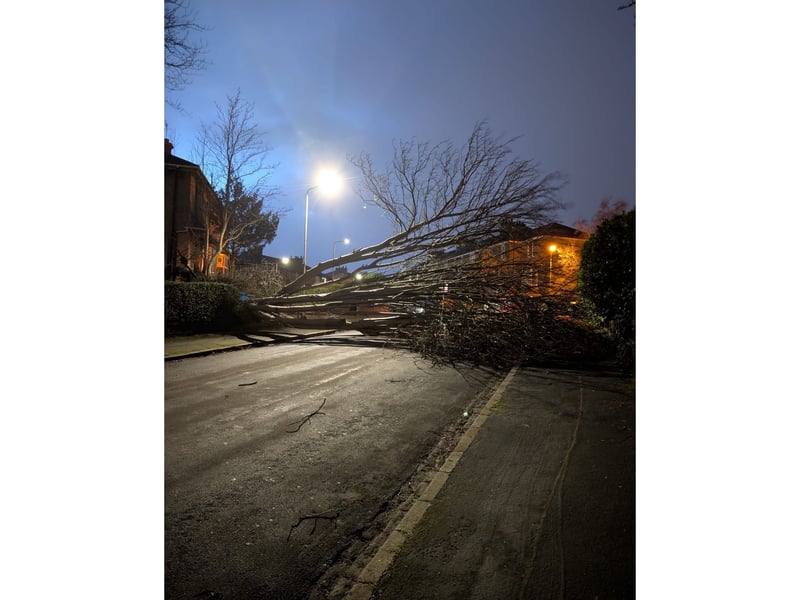 Many roads in Glasgow were blocked by fallen trees - like this one on Burlington Avenue.